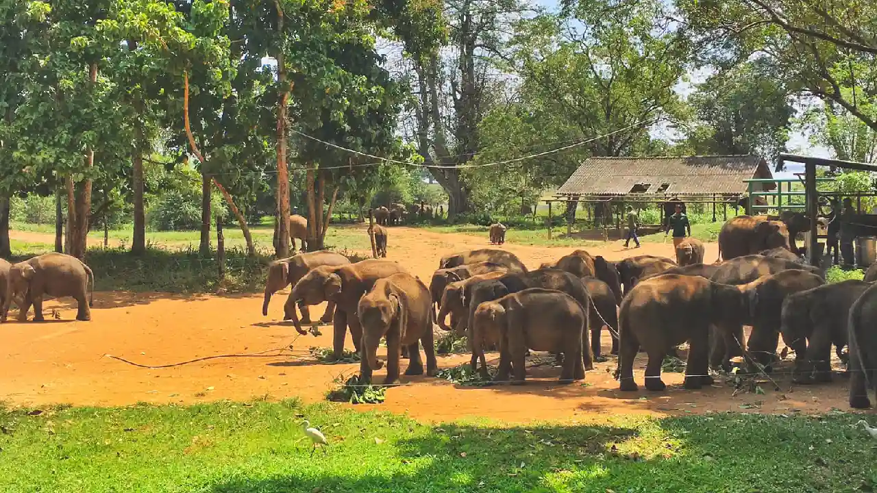 Elephant Transit Home