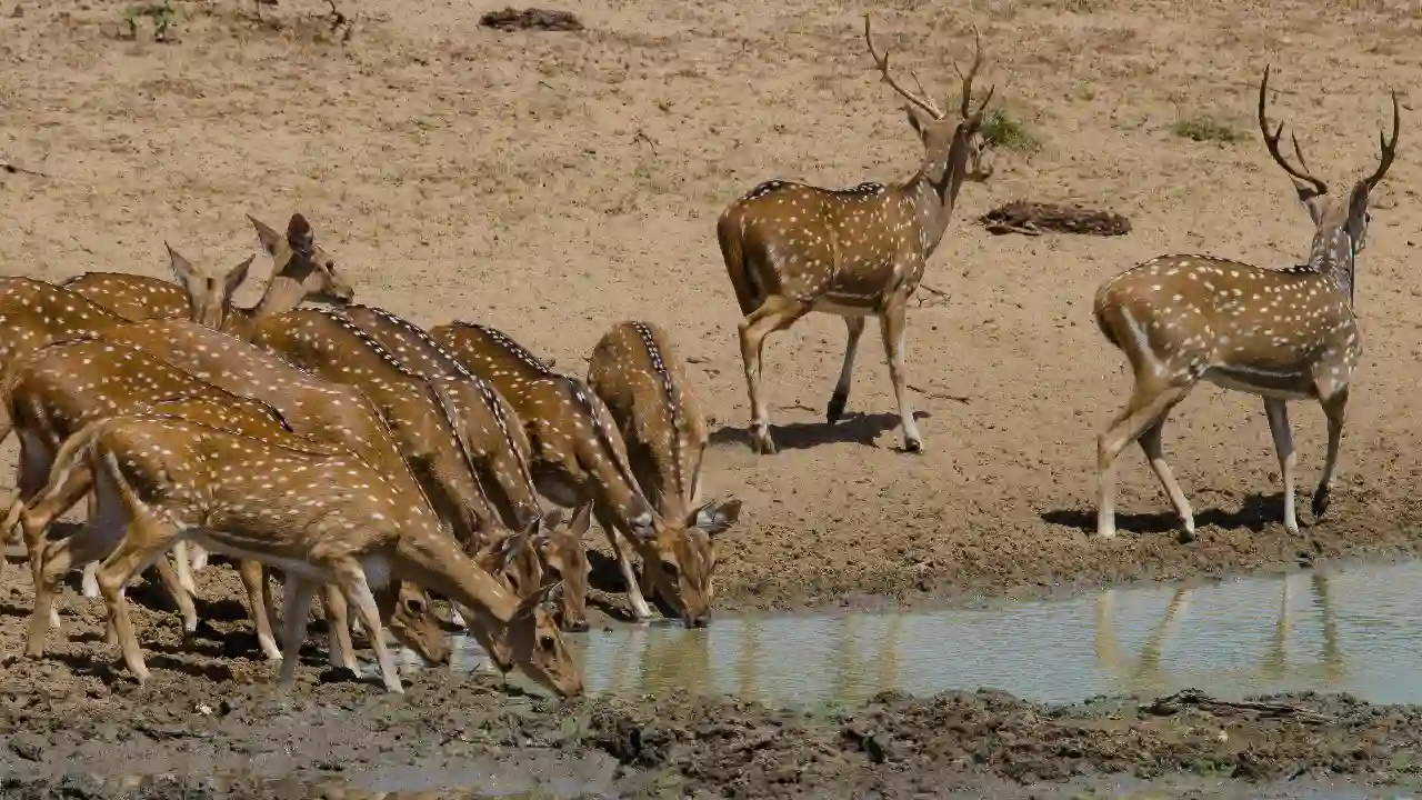 Kumana National Park