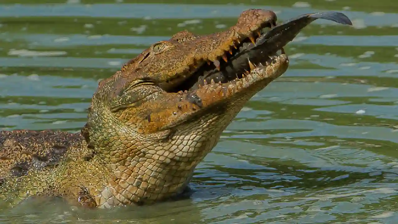 Wilpattu National Park