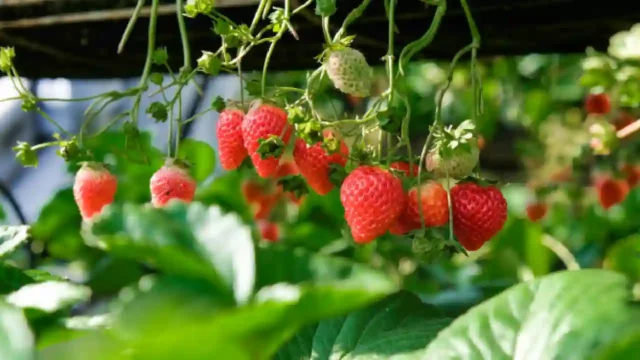 Strawberry Farm