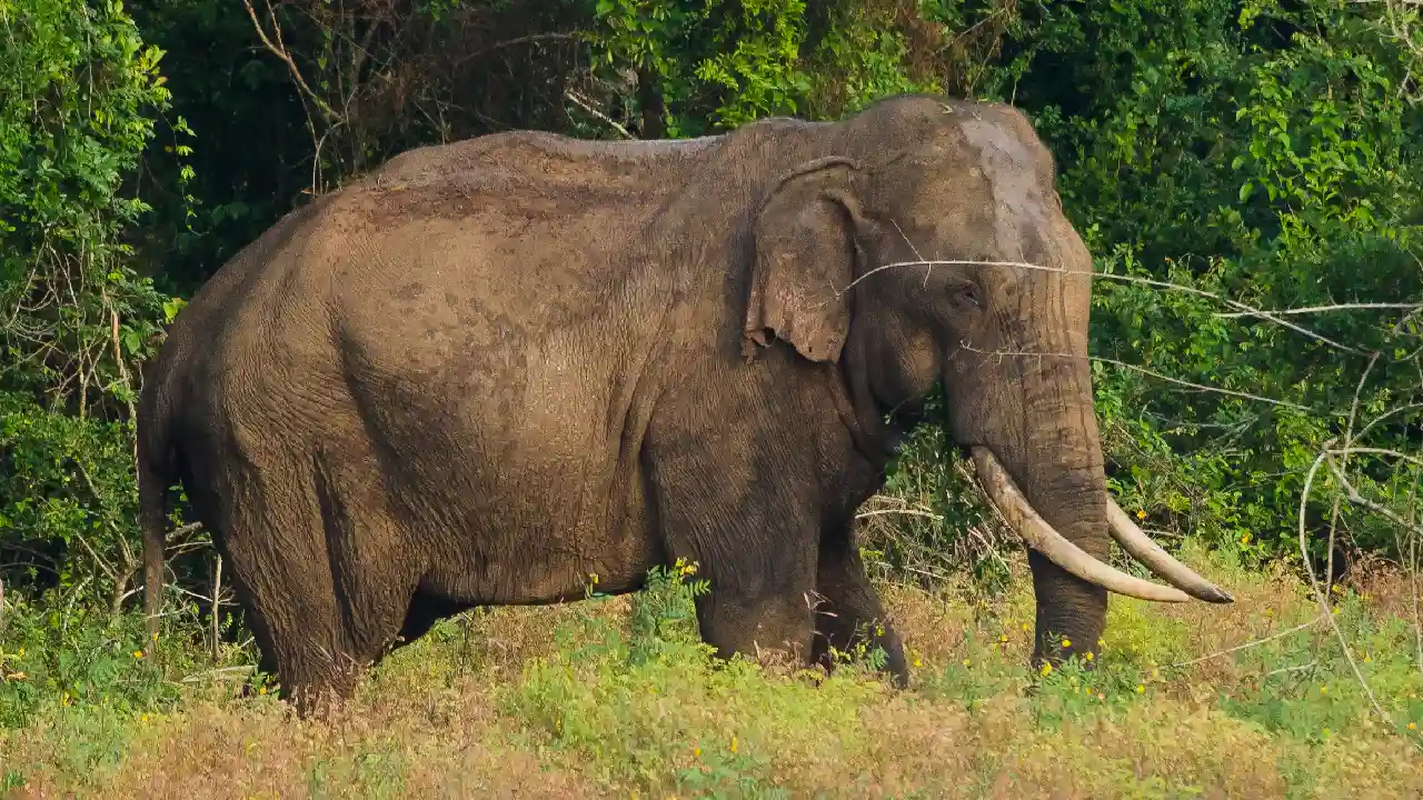 Udawalawa National Park 2