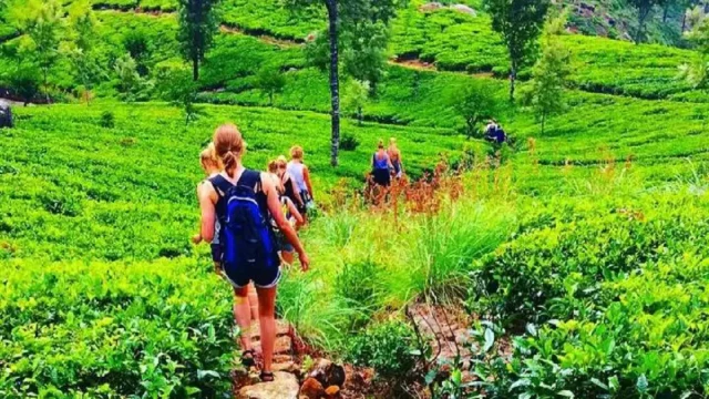 Pekoe Trail